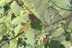 Pterospermum acerifolium